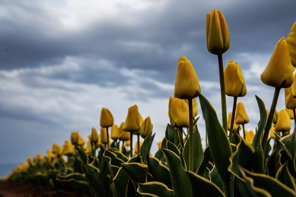 Konya’dan günübirlik kaçanlar çok! Ünlü lale cenneti ziyaretçilerini bekliyor 4